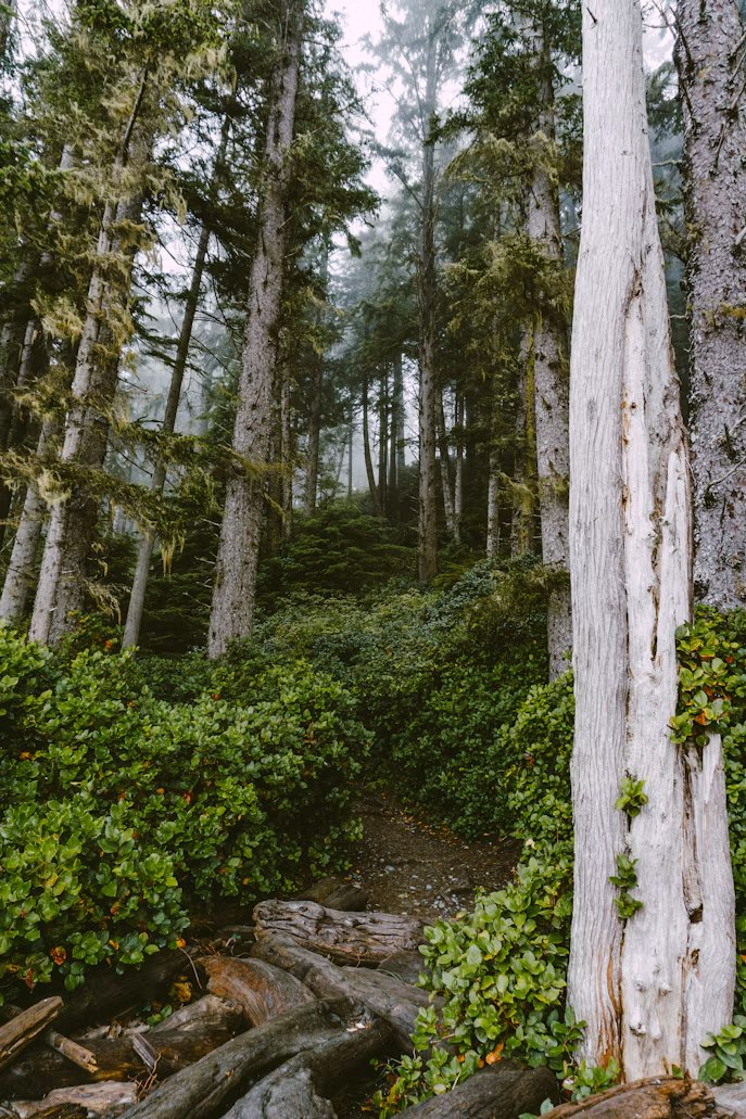 A misty coastal forest trail, the kind of scenery you'll find along East Sooke
