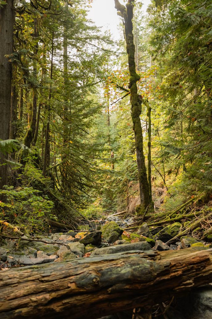 A rocky creek through autumn forest near Victoria